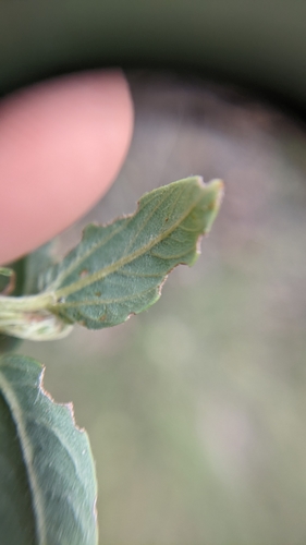 Ceanothus integerrimus (deerbrush ceanothus) (alternate view 5)