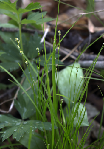 Carex deweyana (Dewey's Sedge)