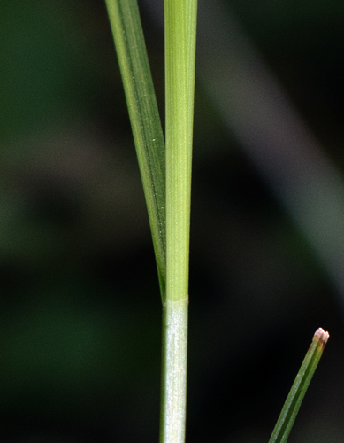 Carex deweyana (Dewey's Sedge) (alternate view 2)