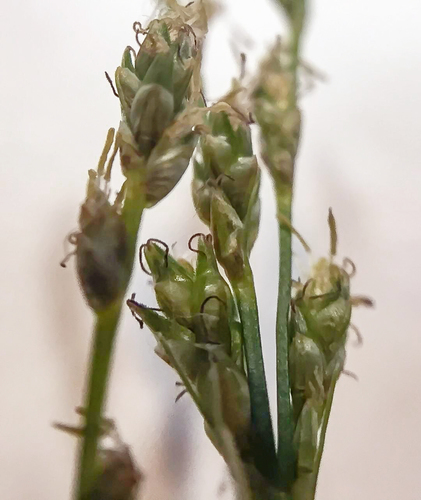 Carex deweyana (Dewey's Sedge) (alternate view 3)