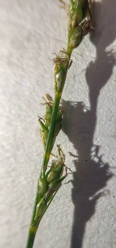 Carex deweyana (Dewey's Sedge) (alternate view 5)