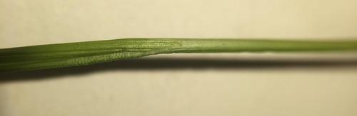 Carex deweyana (Dewey's Sedge) (alternate view 4)