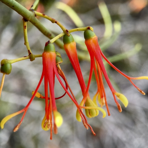 Amyema preissii (wireleaf mistletoe) (alternate view 3)