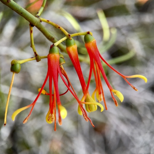 Amyema preissii (wireleaf mistletoe) (alternate view 4)