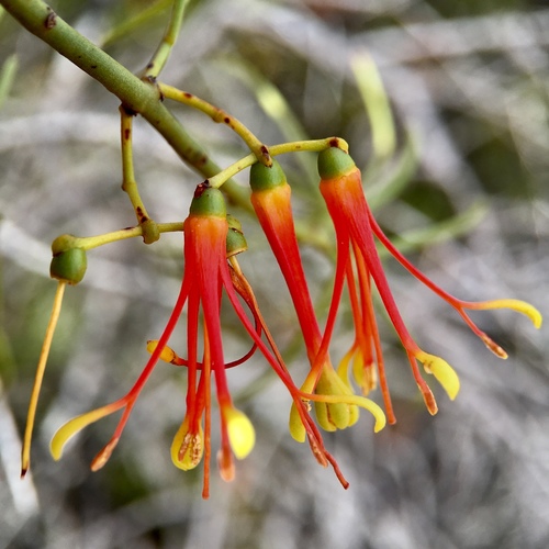 Amyema preissii (wireleaf mistletoe) (alternate view 6)