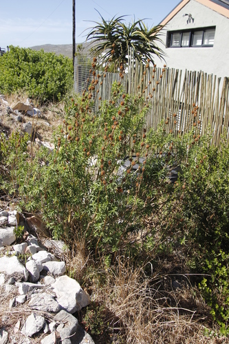Leonotis leonurus (lion's tail) (alternate view 5)
