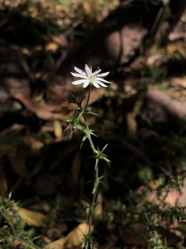 Stellaria pungens (prickly starwort) (alternate view 5)