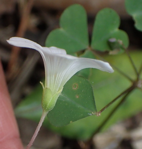 Oxalis incarnata (Pale pink-sorrel)
