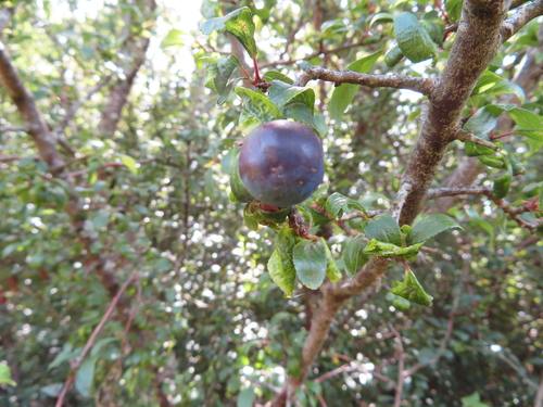 Prunus spinosa (Blackthorn)