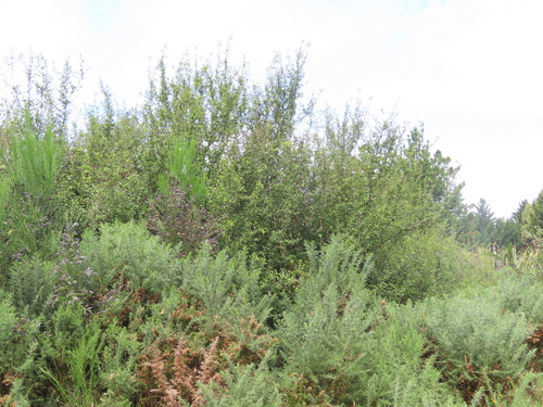 Prunus spinosa (Blackthorn)