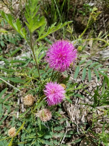 Mimosa nuttallii (Catclaw Briar) (alternate view 6)