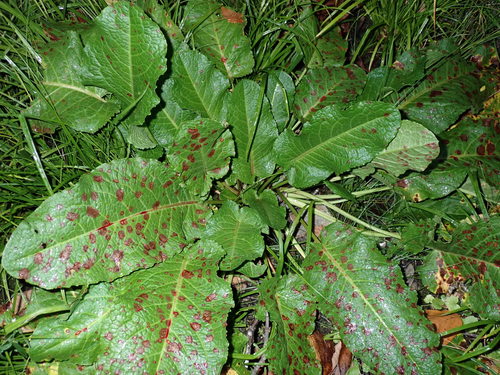 Rumex obtusifolius (broad-leaved dock) (alternate view 2)