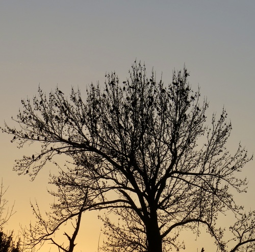 Liquidambar styraciflua (sweetgum) (alternate view 5)