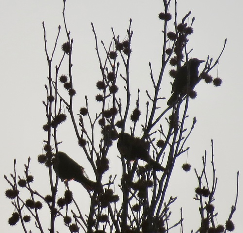 Liquidambar styraciflua (sweetgum) (alternate view 6)