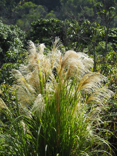 Miscanthus sinensis (Miscanthus)