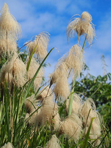 Miscanthus sinensis (Miscanthus)