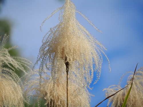 Miscanthus sinensis (Miscanthus)