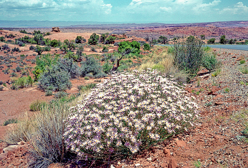 Xylorhiza tortifolia (Mojave Woodyaster) (alternate view 6)