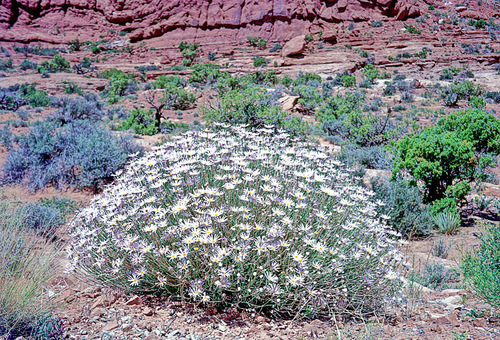 Xylorhiza tortifolia (Mojave Woodyaster) (alternate view 7)