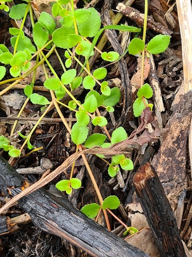 Gonocarpus micranthus (creeping raspwort) (alternate view 5)