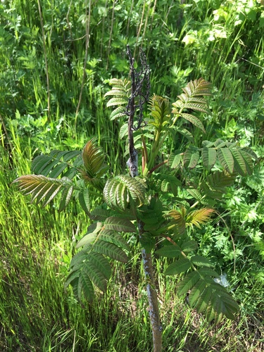 Rhus × pulvinata (Northern Sumac) (alternate view 5)