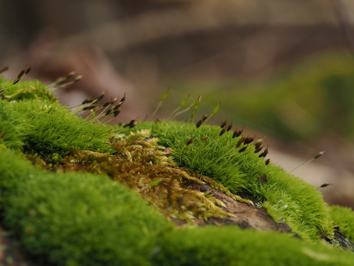 Dicranoweisia cirrata (Common Pincushion)
