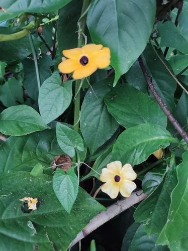 Thunbergia alata (black-eyed Susan vine) (alternate view 2)