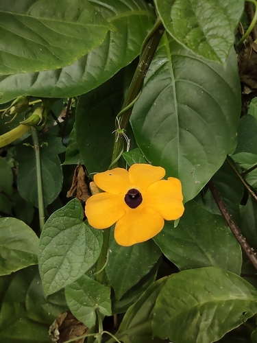Thunbergia alata (black-eyed Susan vine) (alternate view 3)