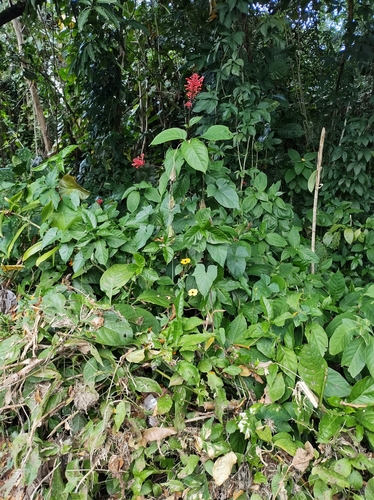 Thunbergia alata (black-eyed Susan vine) (alternate view 4)