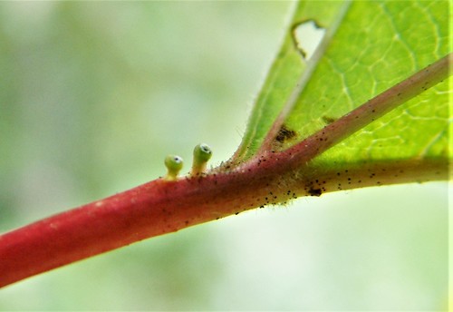 Viburnum opulus var. americanum (American cranberry bush) (alternate view 3)