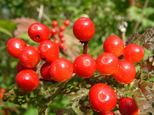 Viburnum opulus var. americanum (American cranberry bush) (alternate view 4)