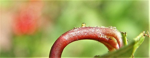 Viburnum opulus var. americanum (American cranberry bush) (alternate view 5)