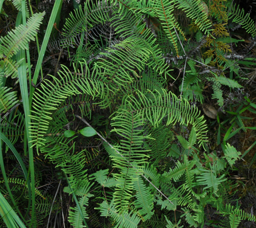 Gleichenia microphylla (scrambling coral-fern) (alternate view 5)