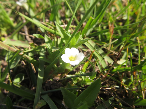 Gratiola peruviana (Austral Brooklime)