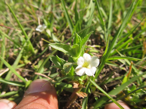 Gratiola peruviana (Austral Brooklime) (alternate view 2)