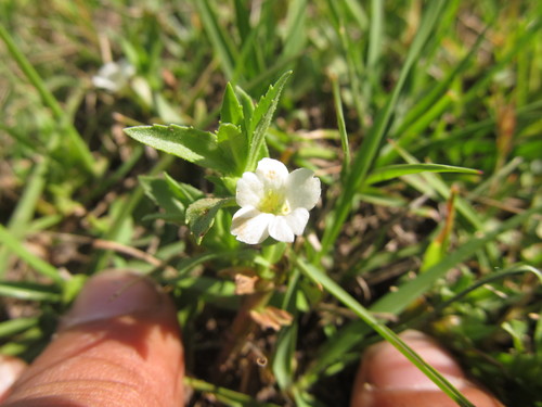 Gratiola peruviana (Austral Brooklime) (alternate view 3)
