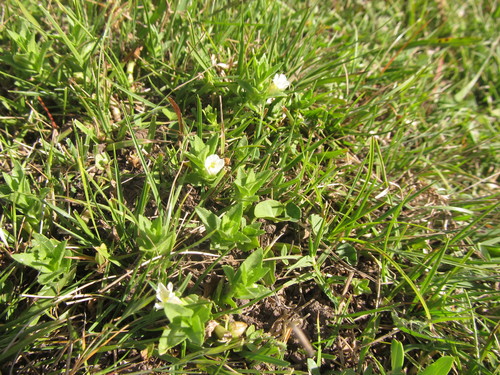 Gratiola peruviana (Austral Brooklime) (alternate view 4)