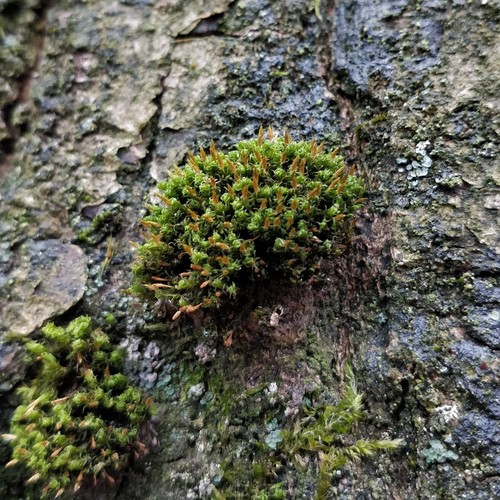 Ulota crispa (crisped pincushion) (alternate view 2)