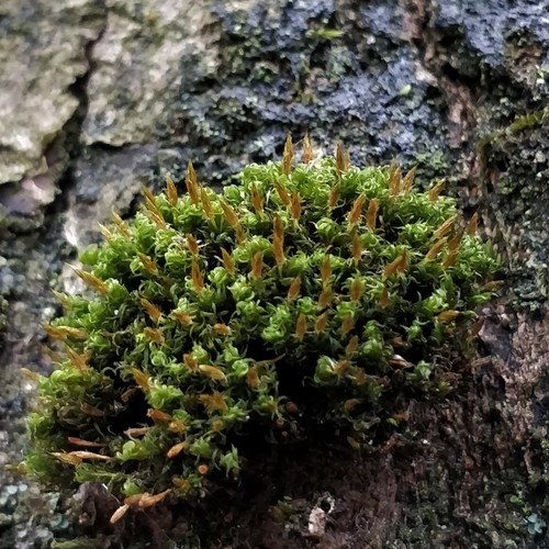 Ulota crispa (crisped pincushion)