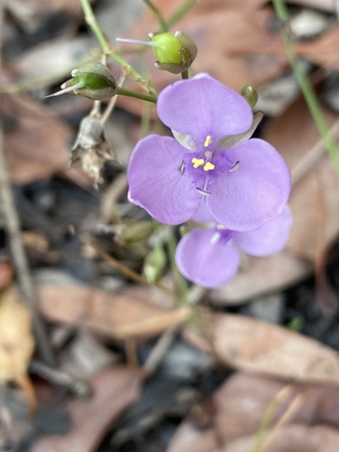 Murdannia graminea (Grass Lily)