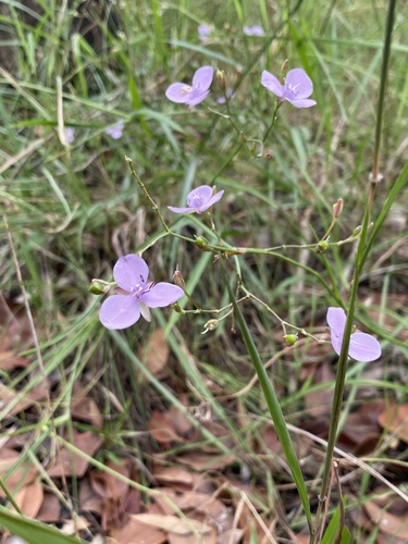 Murdannia graminea (Grass Lily) (alternate view 2)