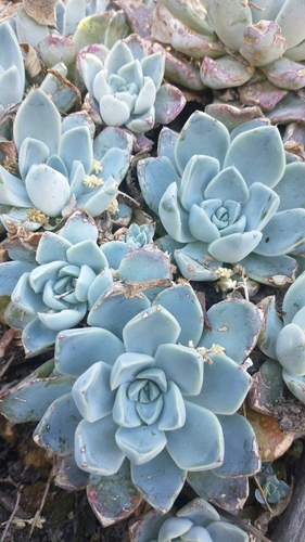 Echeveria elegans (Mexican Gem)