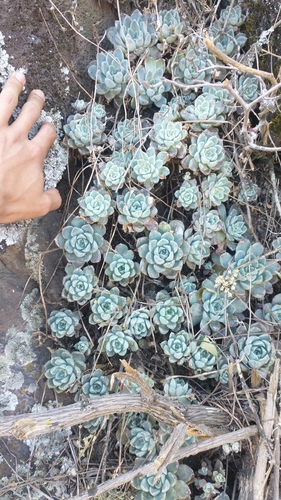 Echeveria elegans (Mexican Gem)