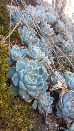 Echeveria elegans (Mexican Gem)