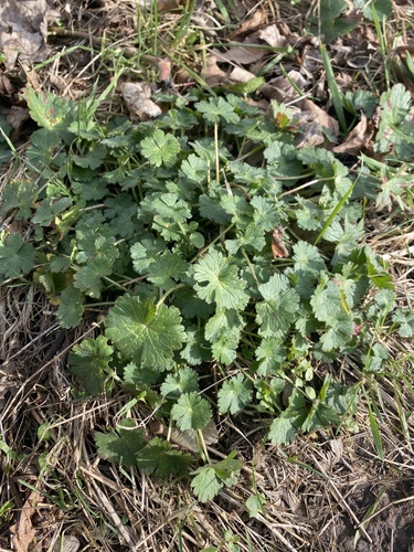 Geranium pyrenaicum (Hedgerow Crane's-bill)