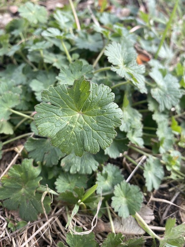 Geranium pyrenaicum (Hedgerow Crane's-bill)