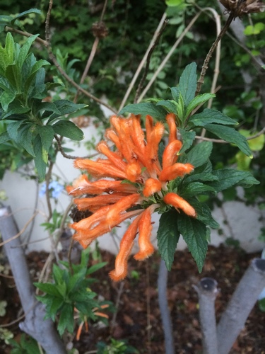 Leonotis leonurus (lion's tail) (alternate view 4)