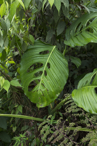 Monstera adansonii (Swiss Cheese Vine)