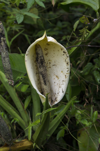 Monstera adansonii (Swiss Cheese Vine)