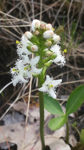 Menyanthes trifoliata (Bogbean)